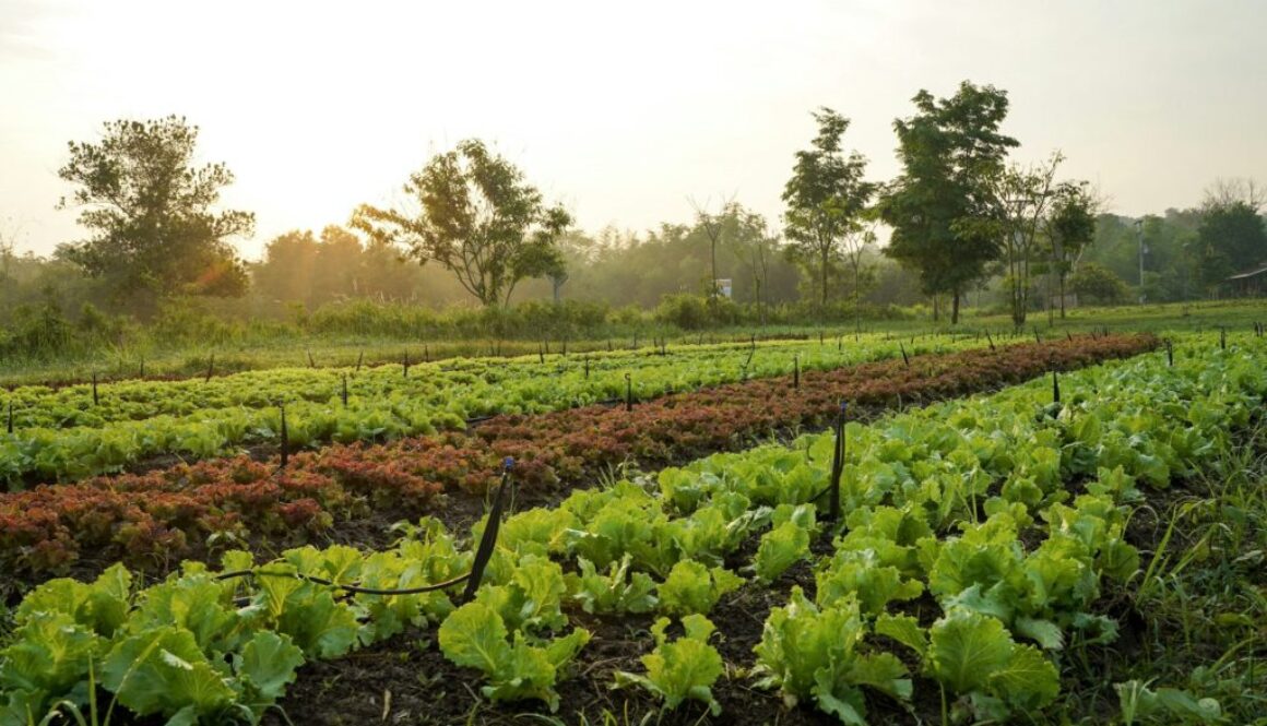 Ökologische Landwirtschaft Definition