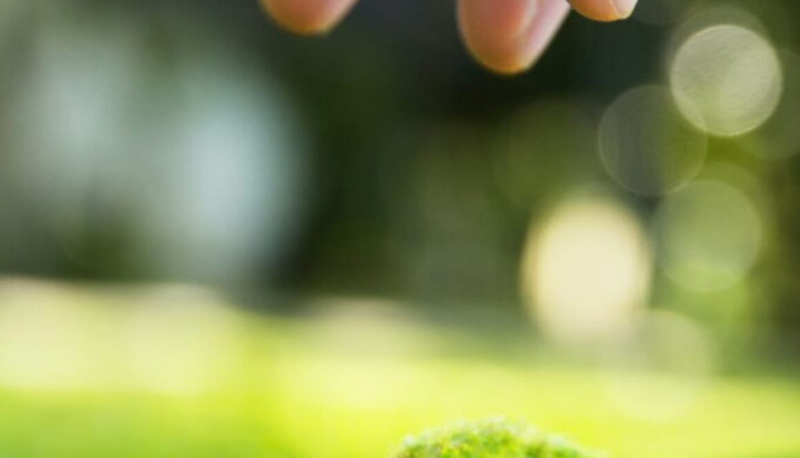 Renewable Energy Certificates (REC) Definition