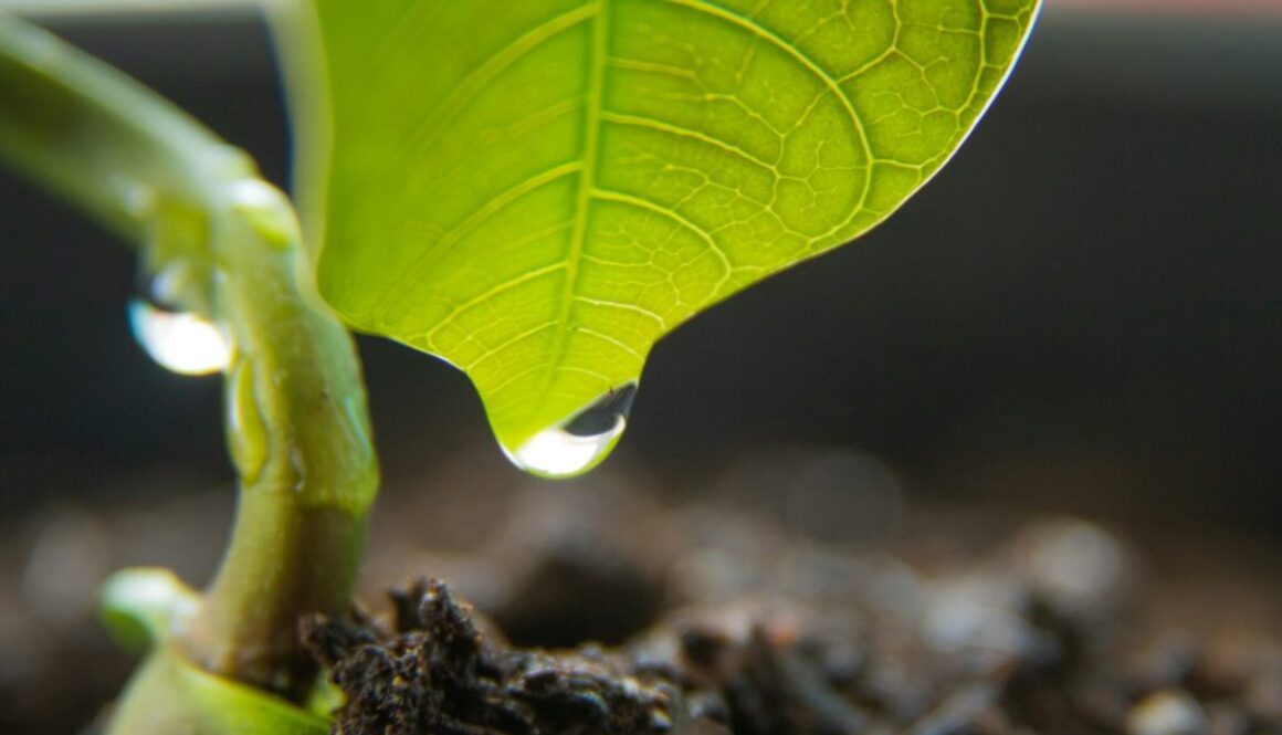 Regenwassernutzung Definition